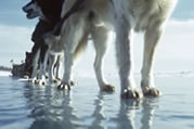 A dog team on the spring ice. Fort Norman (Tulita), NWT(1949). (N-2001-002-7173)