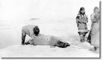 Skinning a bearded seal on ice near Avvak, 1912