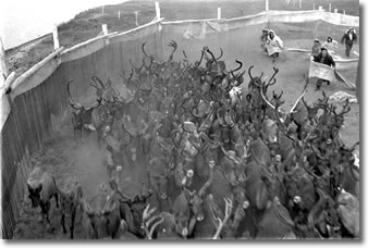 Driving reindeer into a corral, circa 1955
