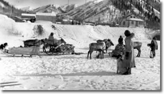 Reindeer hitched to sleds on the frozen Mackenzie River in front of Reindeer Station, early 1940s