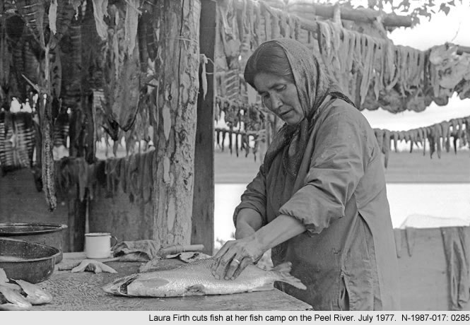 Laura Firth cuts fish at her fish camp on the Peel River. July 1977. N-1987-017: 0285