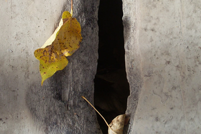 Photo Walk Workshop - Slide #11