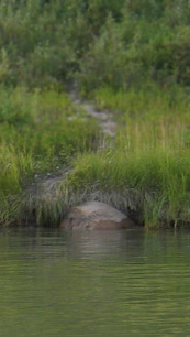 Beaver Tracks